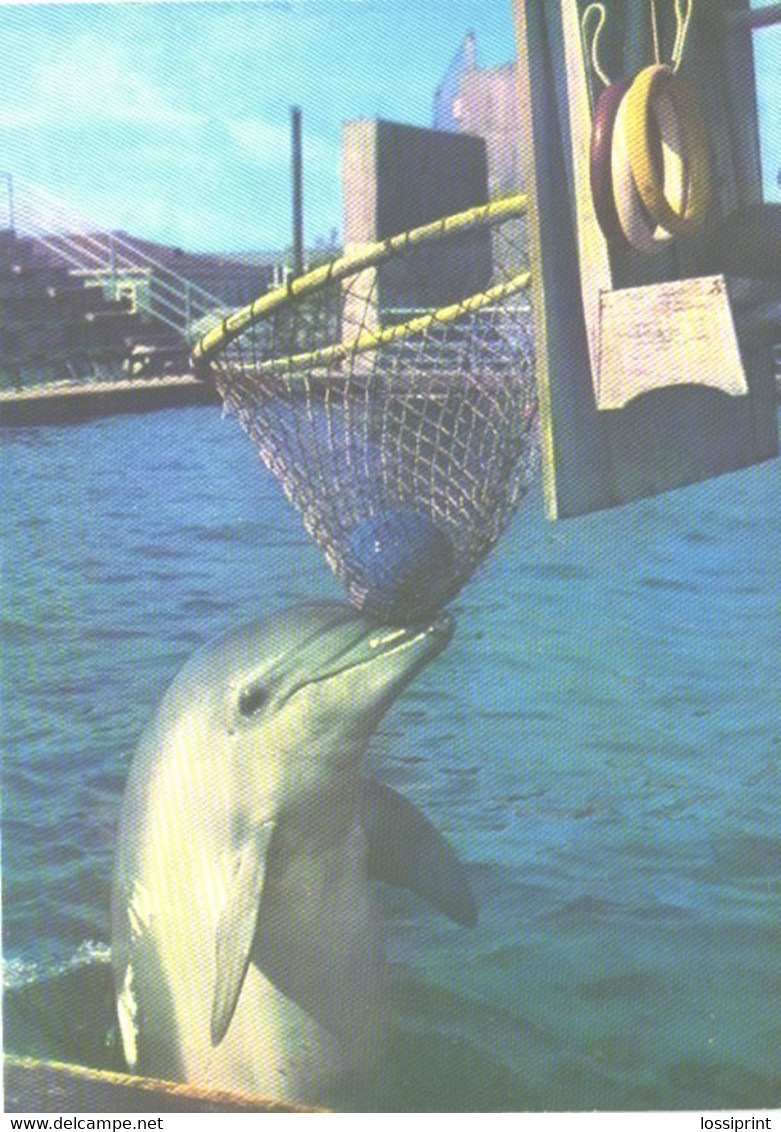 Georgia:Batumi Delfinarium, Arena, Dolphin Playing Ball, 1980 - Dauphins