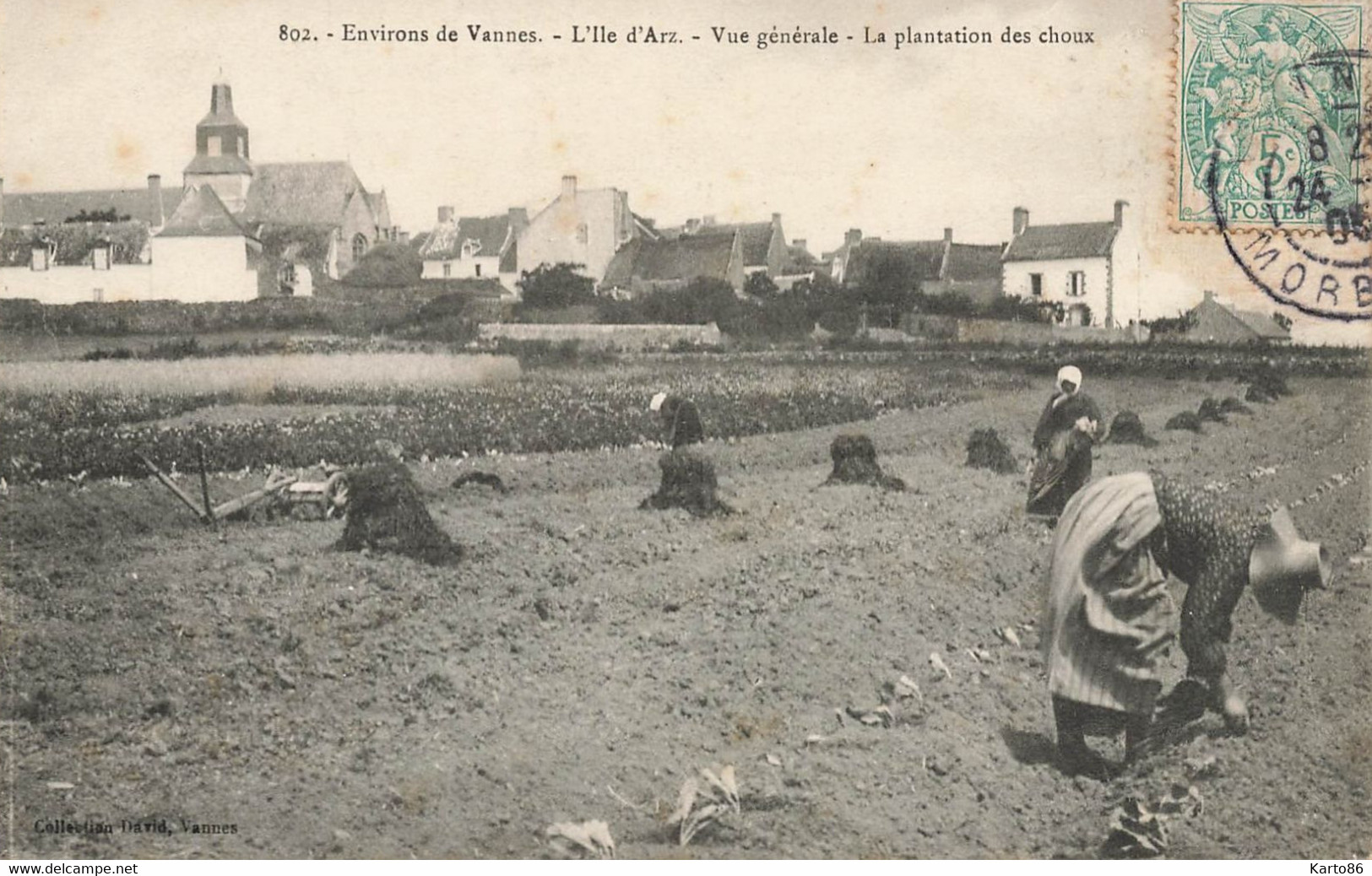 Ile D'arz * 1905 * La Plantation Des Choux , Vue Générale * Culture Jardinier * Environs De Vanne * Coiffe Costume - Ile D'Arz