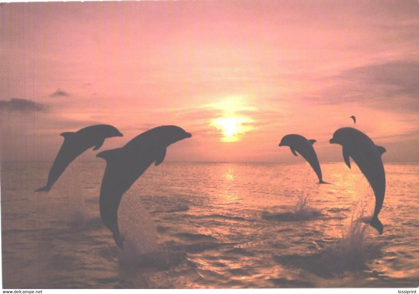 Jumping Dolphins At Sunset - Dauphins