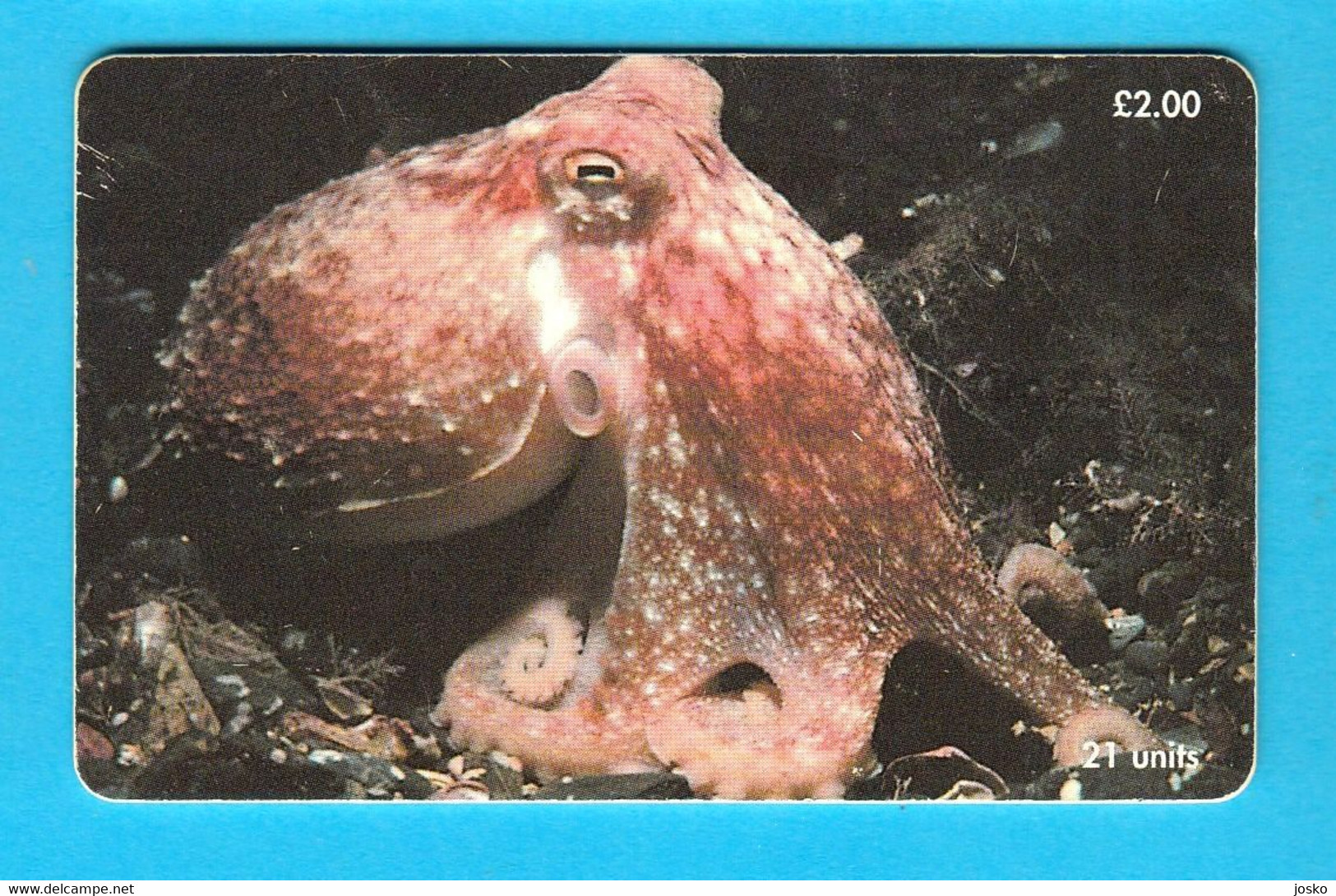 CURLED OCTOPUS (Horned - Lesser - Northern) Isle Of Man Old Chip Card * Poulpe Sépia Oktopus Seepolyp Tintenfisch Pulpo - Poissons