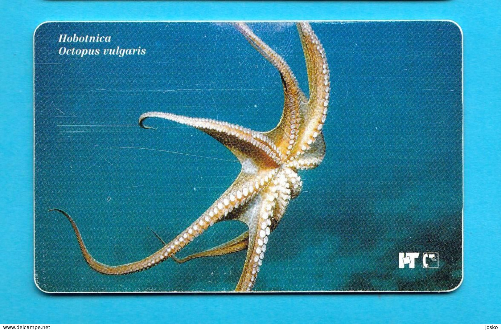 OCTOPUS VULGARIS (Croatia Rare Card 1st Serie Undersea) Poulpe Sépia Oktopus Seepolyp Tintenfisch Pulpo Hobotnica - Fische