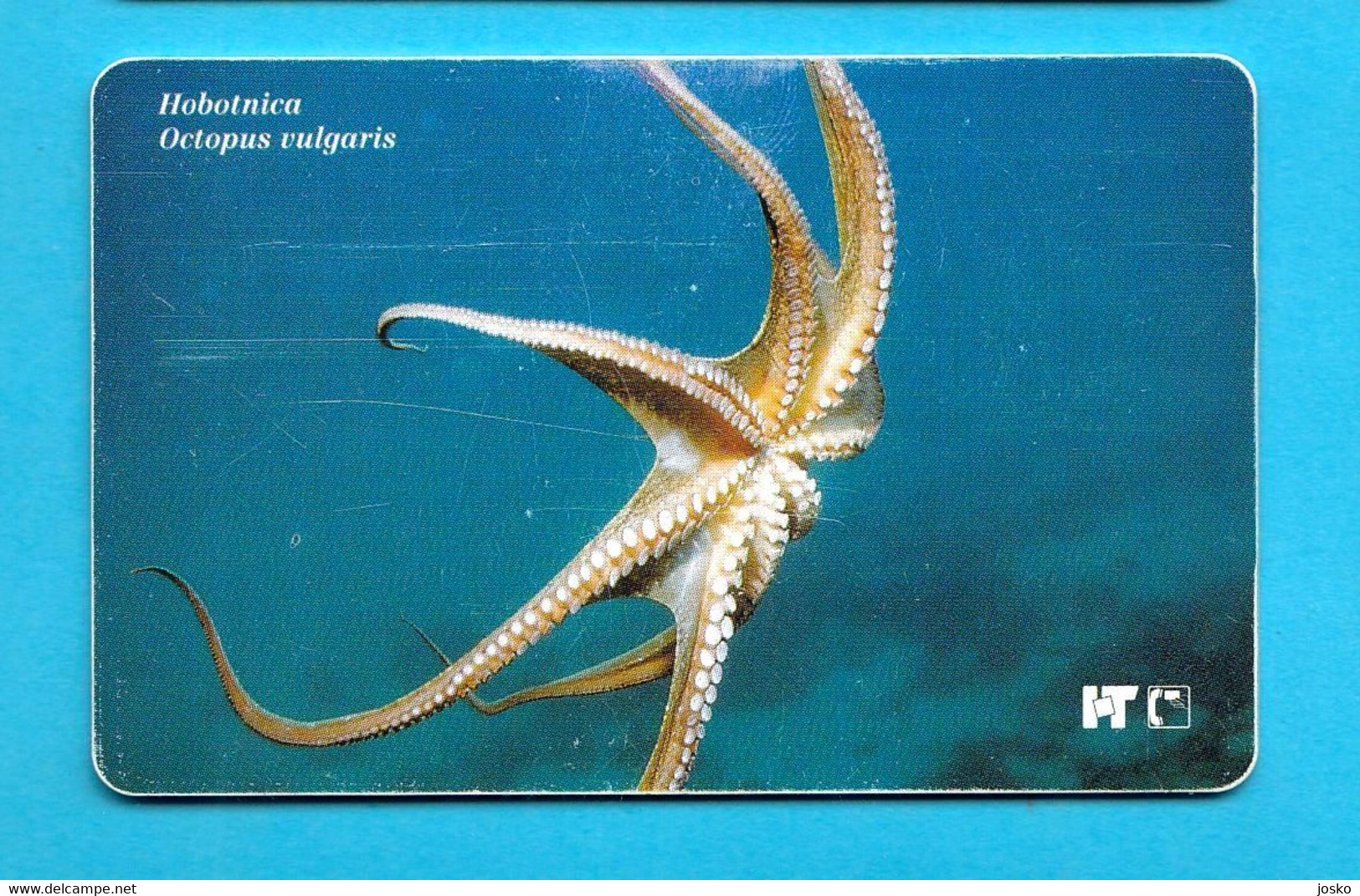 OCTOPUS VULGARIS (Croatia Rare Card 1st Serie Undersea) Poulpe Sépia Oktopus Seepolyp Tintenfisch Pulpo Hobotnica - Peces