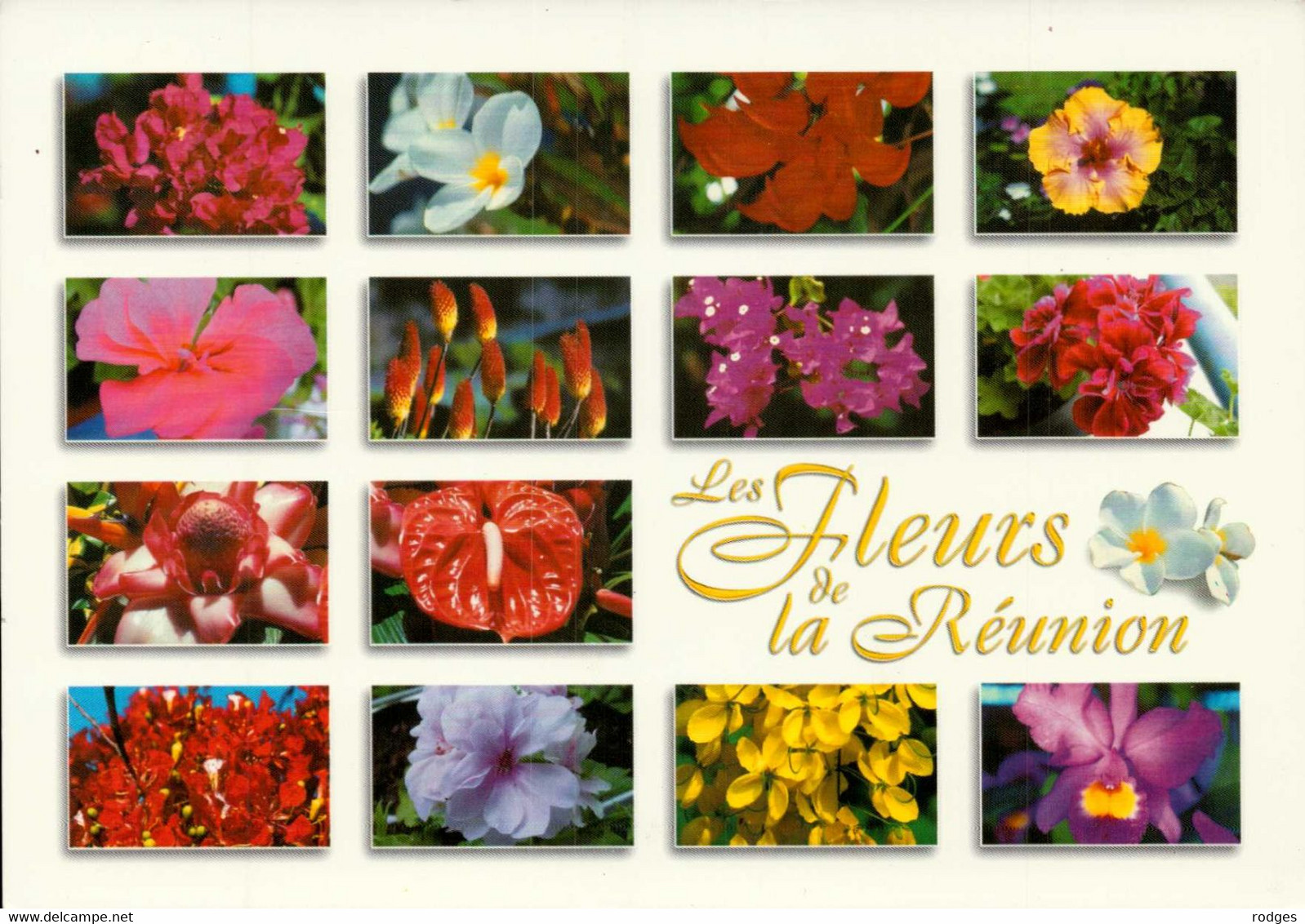 REUNION , Cpm Les Fleurs De La REUNION    (25603) - Riunione