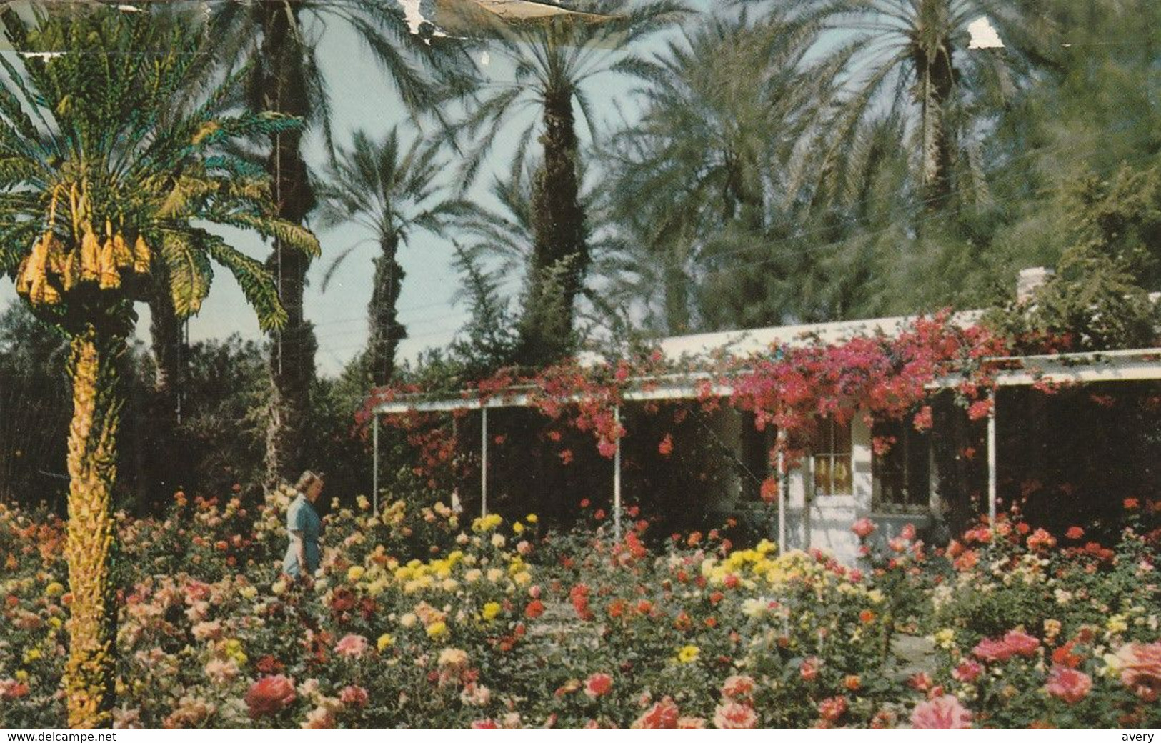 Palm Springs And Coachella Valley Visitors Are Enjoying Sunshine And Beautiful Flowers Amid The Stately Date Palms - Palm Springs