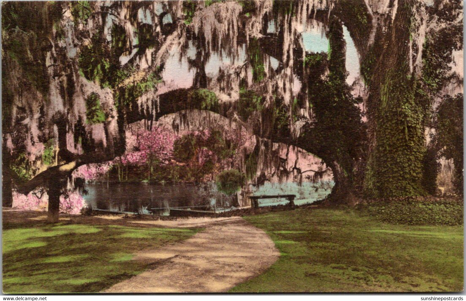 South Carolina Charleston Middleton Place Gardens Large Oak At Tudor Mansion Handcolored Albertype - Charleston