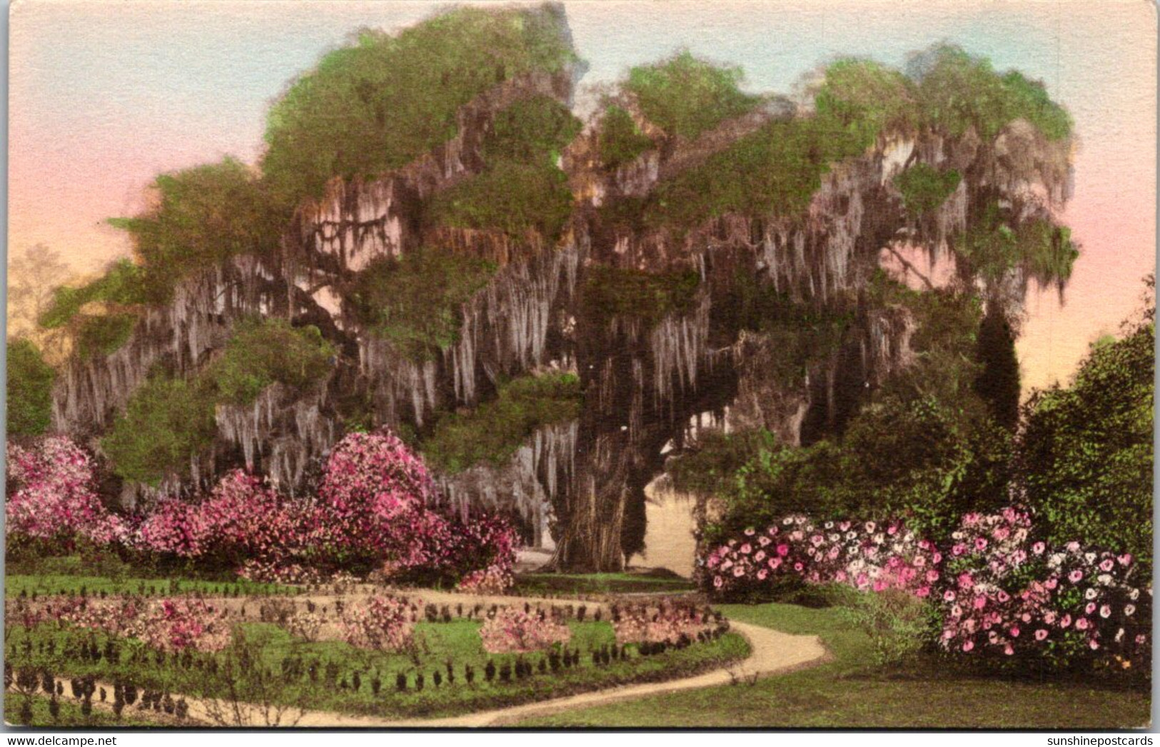 South Carolina Charleston Middleton Place Gardens The Great Oak From Rose Garden Handcolored Albertype - Charleston