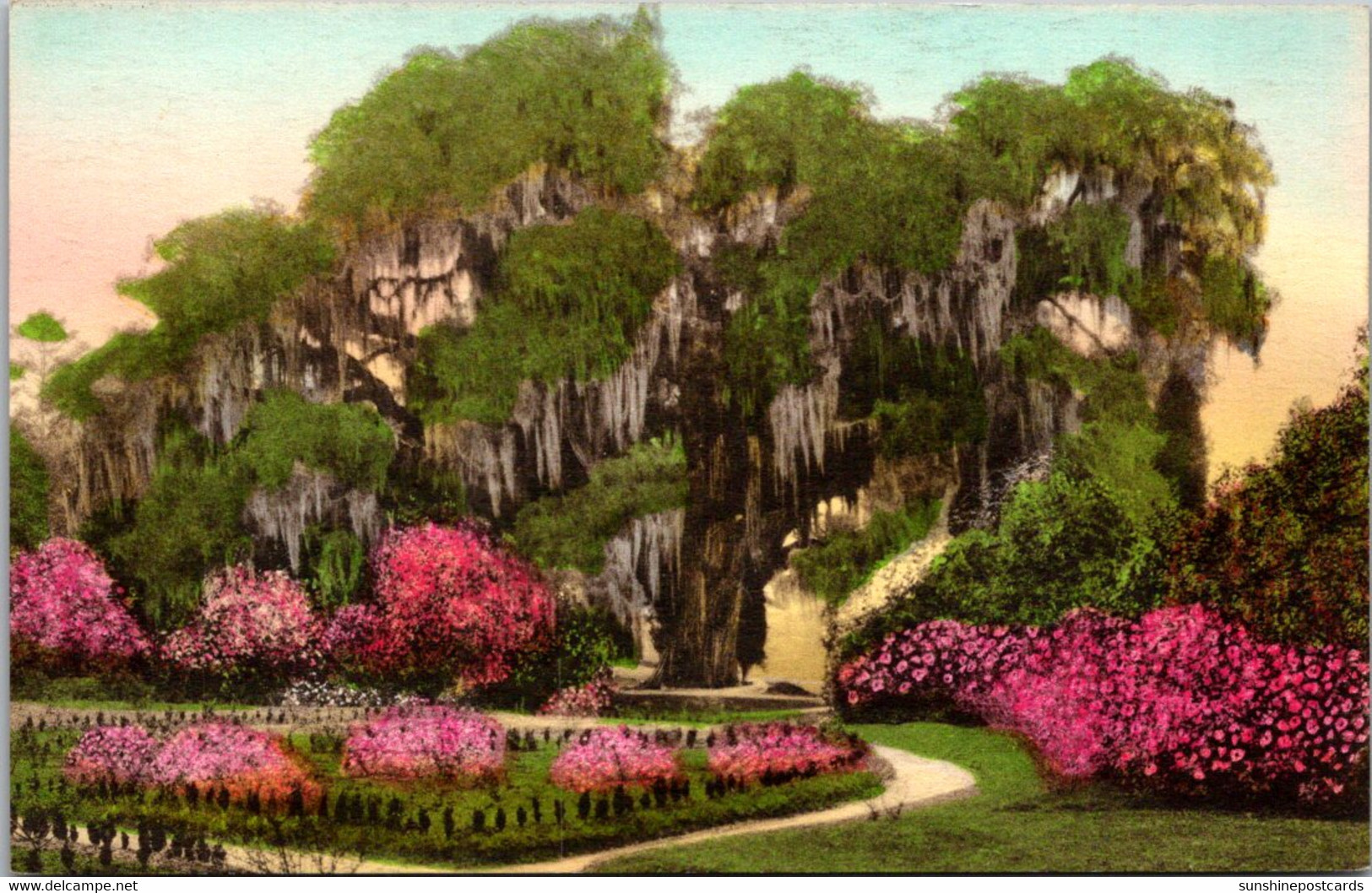 South Carolina Charleston Middleton Place Gardens Great Oak From Rose Garden Handcolored Albertype - Charleston
