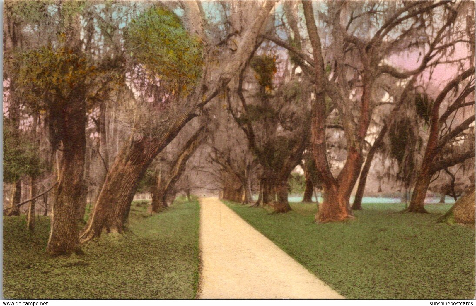 South Carolina Charleston Magnolia Gardens Avenue Of Oaks Handcolored Albertype - Charleston