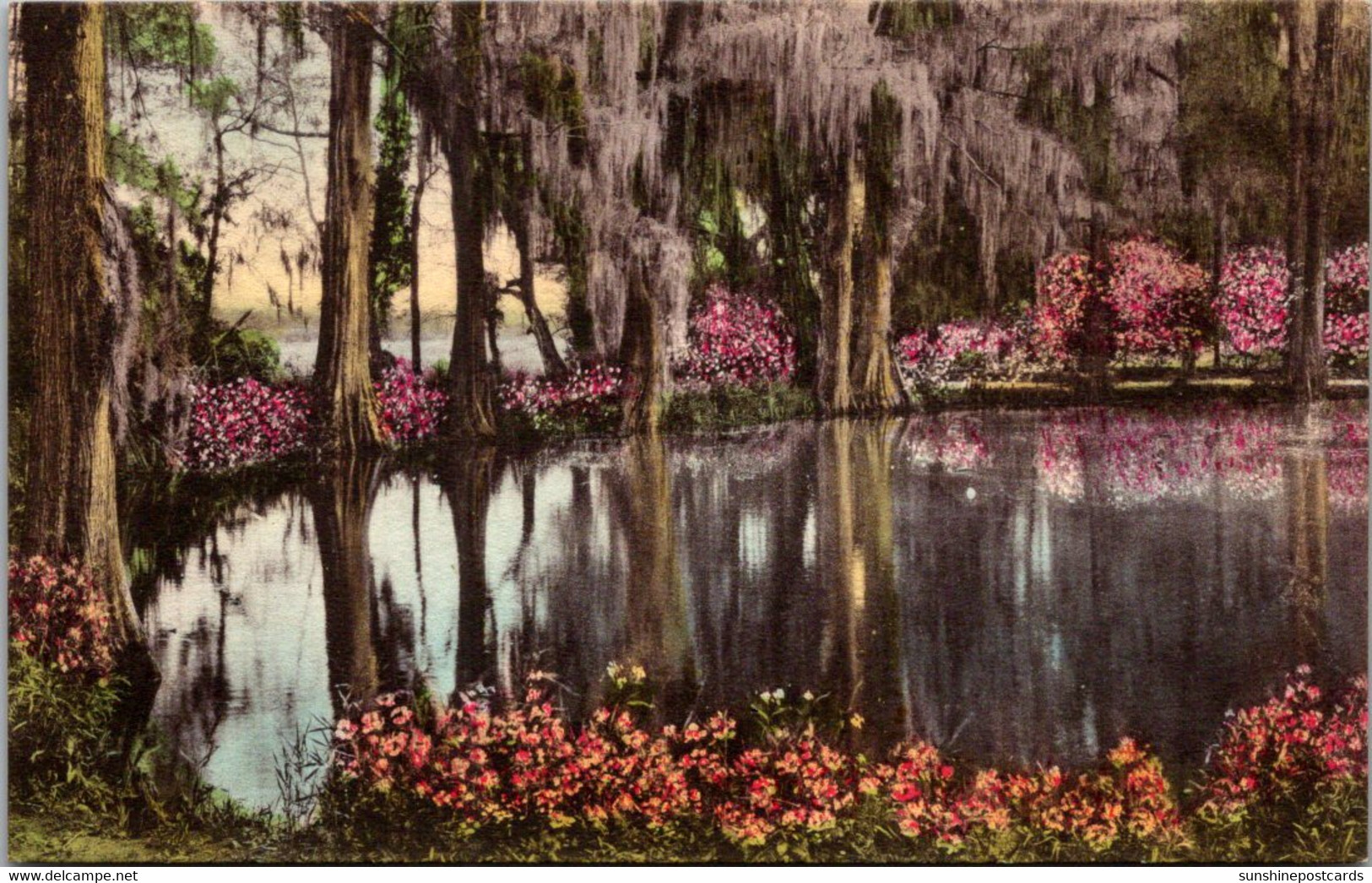 South Carolina Charleston Magnolia Gardens Handcolored Albertype - Charleston
