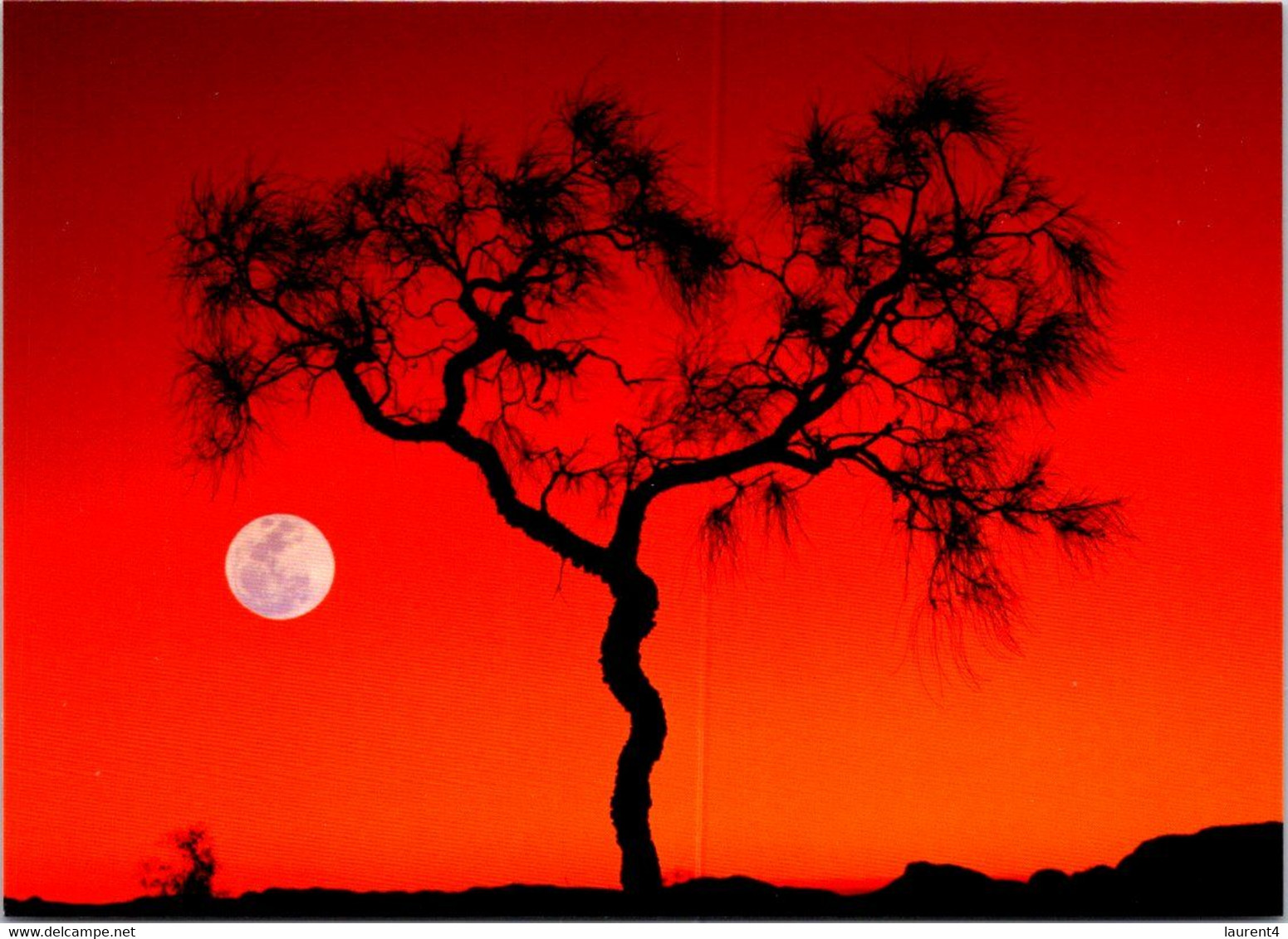 (2 Oø 40 A) Australia - NT - Corkwood Moon (tree) - Unclassified