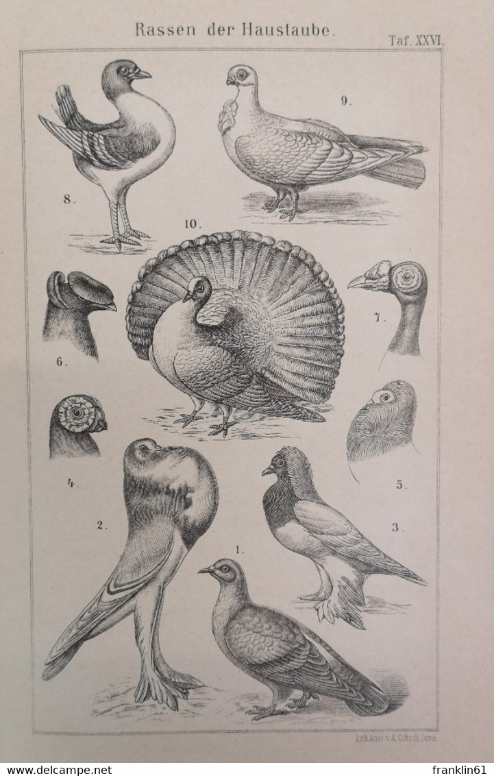 Natürliche Schöpfungs-Geschichte. Erstr Teil: Allgemeine Entwicklungslehre (Transformismus Und Darwinismus). - Filosofía