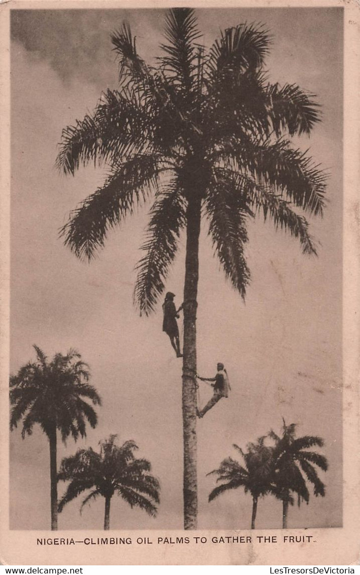 Nigeria - Climbing Oil Palms To Gather The Fruit - Carte Postale Ancienne - Nigeria