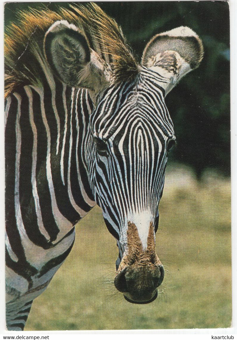 Wildlife - East Africa:  ZEBRA - (Nairobi, Kenya) - Zèbres