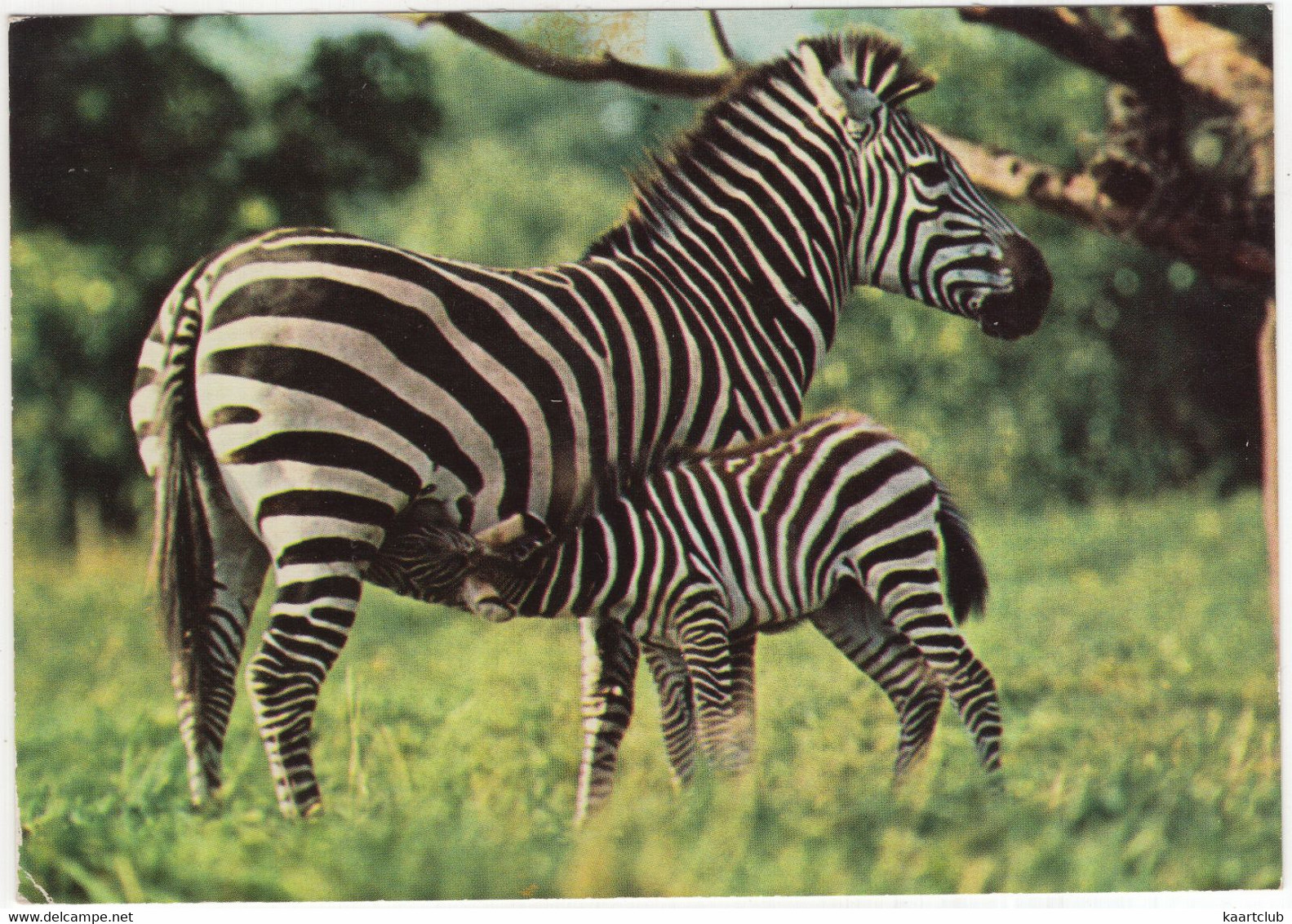 ZEBRA And FOAL - (1976) - Zebra's