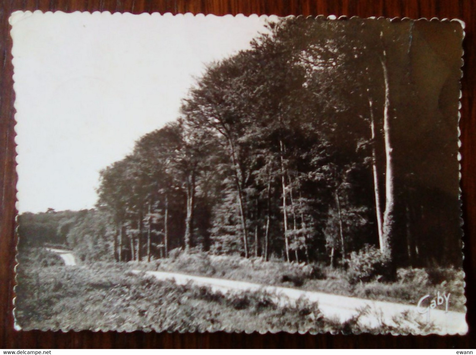 Carte Postale - Le Pouldu - Forêt De Carnoët - Le Pouldu