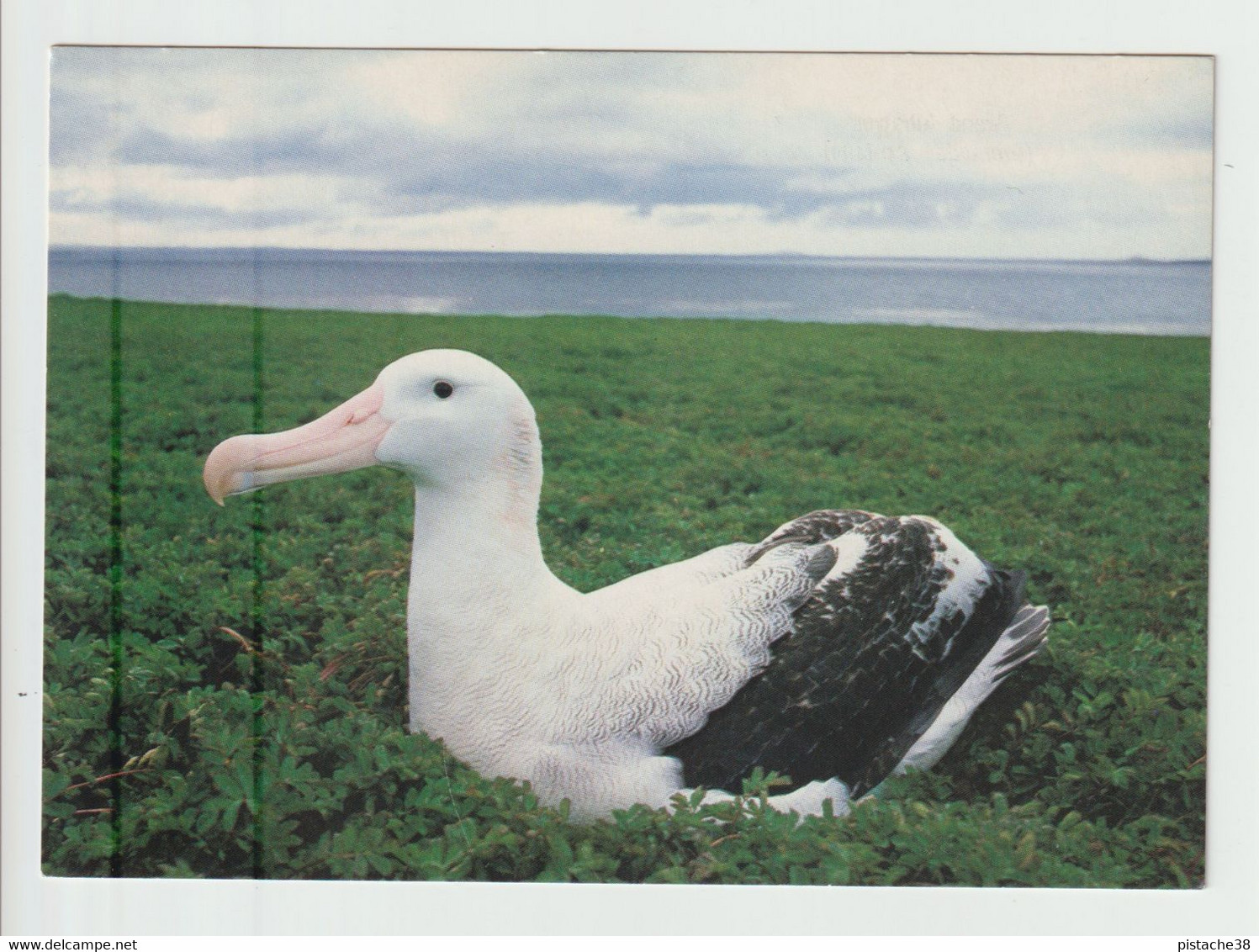 TAAF - GRAND ALBATROS. CPM Superbe Neuve - Editeur : A. Fatras - TAAF : Terres Australes Antarctiques Françaises