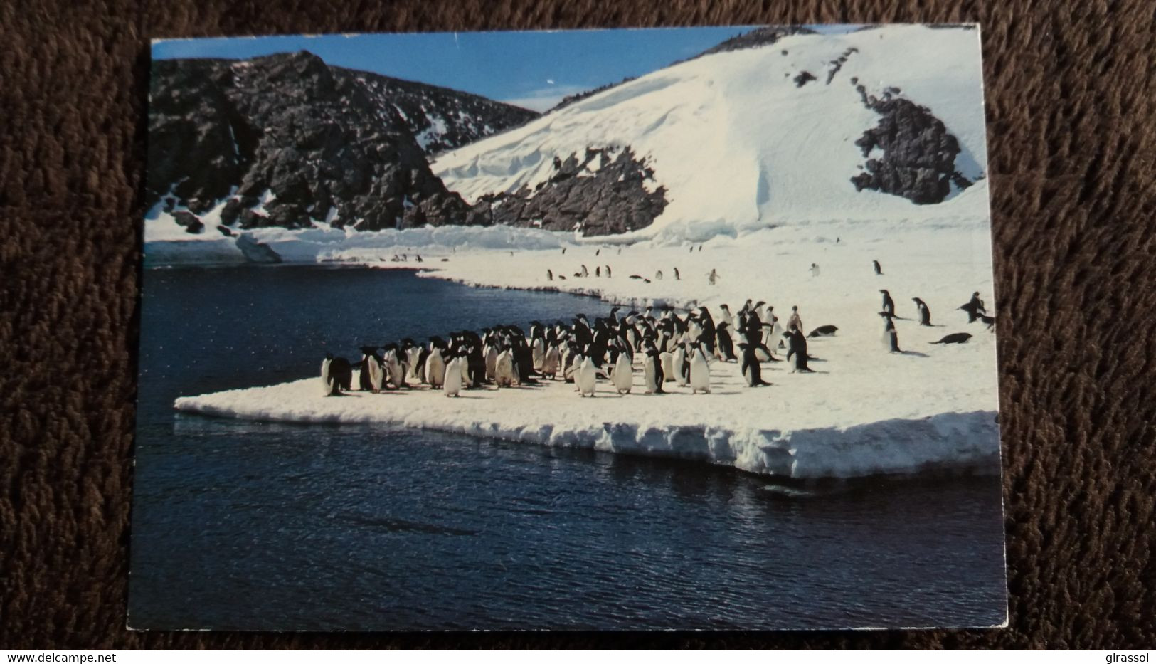 CPM TERRES AUSTRALES ET ANTARCTIQUES FRANCAISES TERRE ADELIE MANCHOTS ADELIE PHOTO R GUILLARD ED LYNA 1986 - TAAF : Franz. Süd- Und Antarktisgebiete