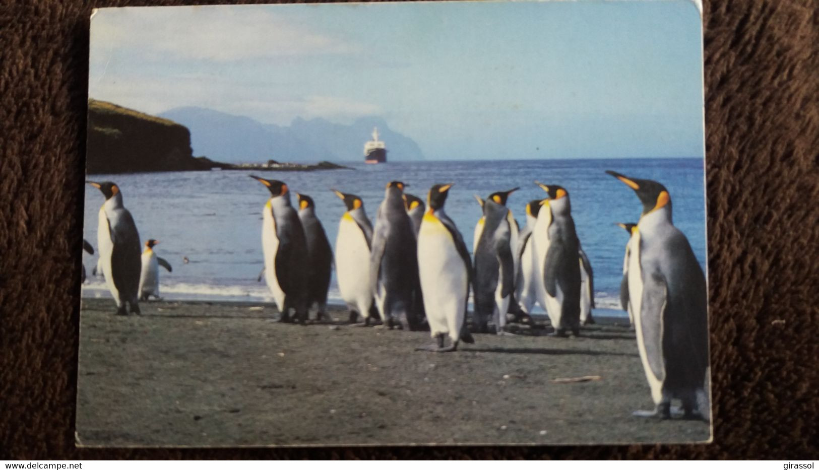 CPM TERRES AUSTRALES ET ANTARCTIQUES FRANCAISES MANCHOTS ROYAUX ILE POSSESSION CROZET PHOTO A FATRAS - TAAF : Terres Australes Antarctiques Françaises