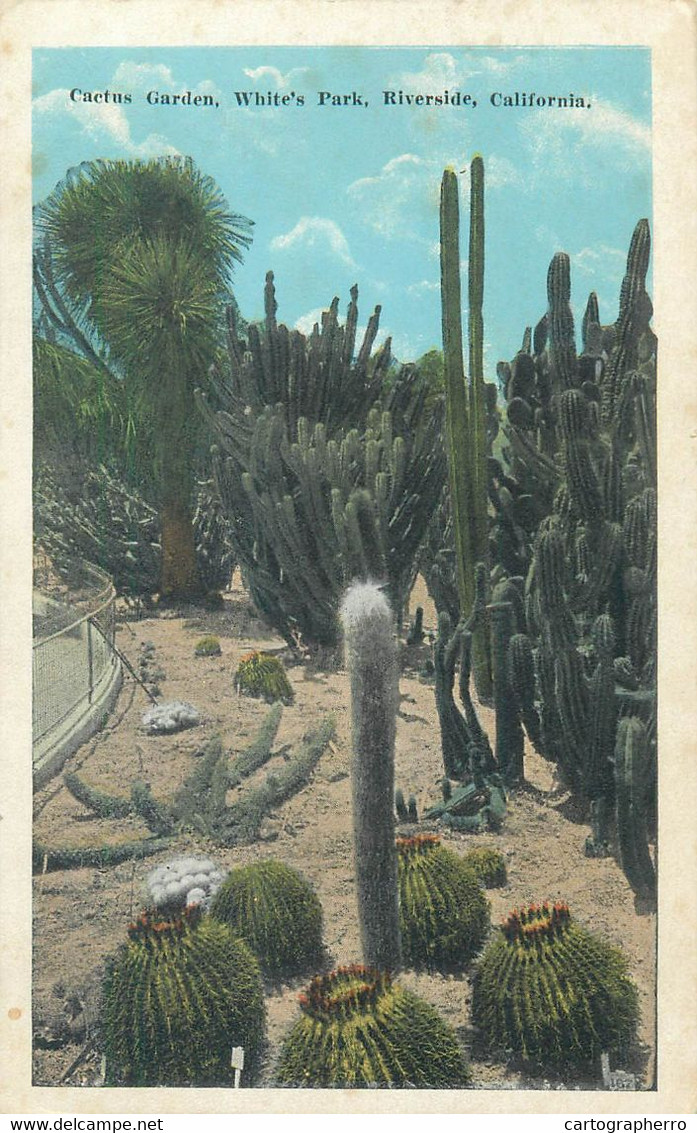 Postcard USA Riverside CA Cactus Garden White's Park - Cactusses