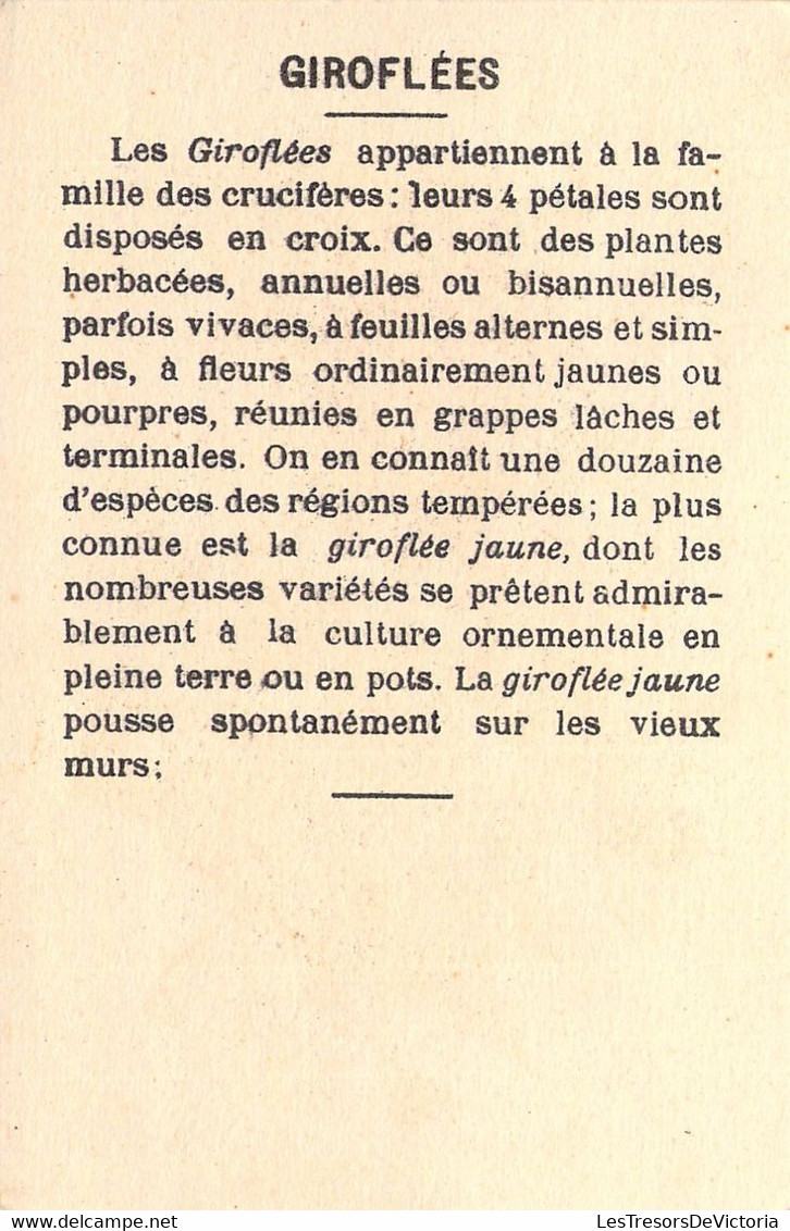 CHROMO  - Giroflées Et Pinson - Fleur - Oiseau -  - Carte Postale Ancienne - Otros & Sin Clasificación