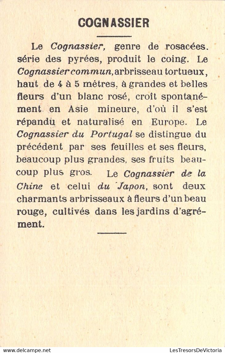 CHROMO  - COGNASSIER Et FAUVETTE - Fleur - Oiseau -  - Carte Postale Ancienne - Other & Unclassified