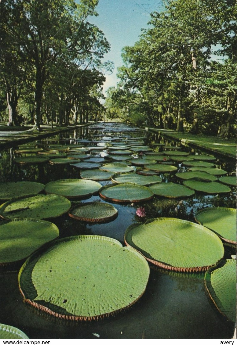 Ile Maurice  -  Mauritius  Jardin Des Pamplemousses - Ile Maurice Water-lilies - Botanical Garden Grapefruit - Mauritius - Maurice