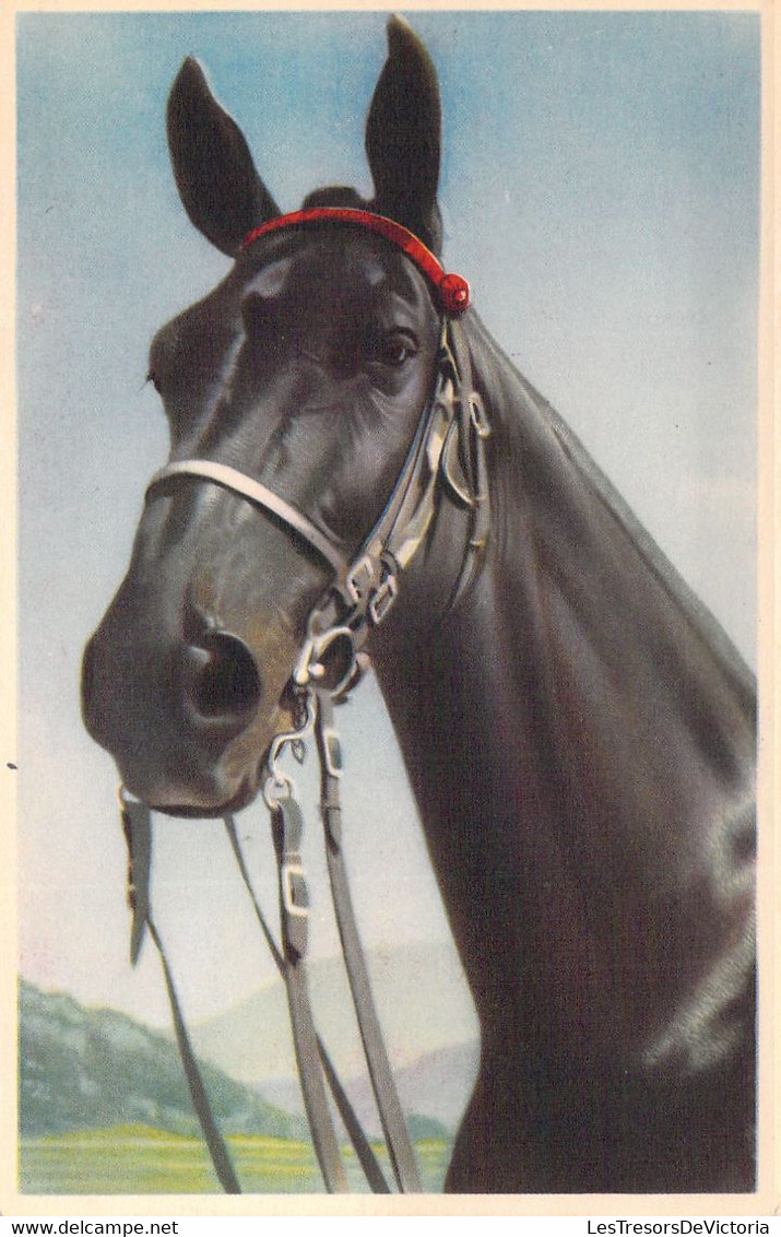 CHEVAL NOIR - 59025 - Animaux - Carte Postale Ancienne - Chevaux