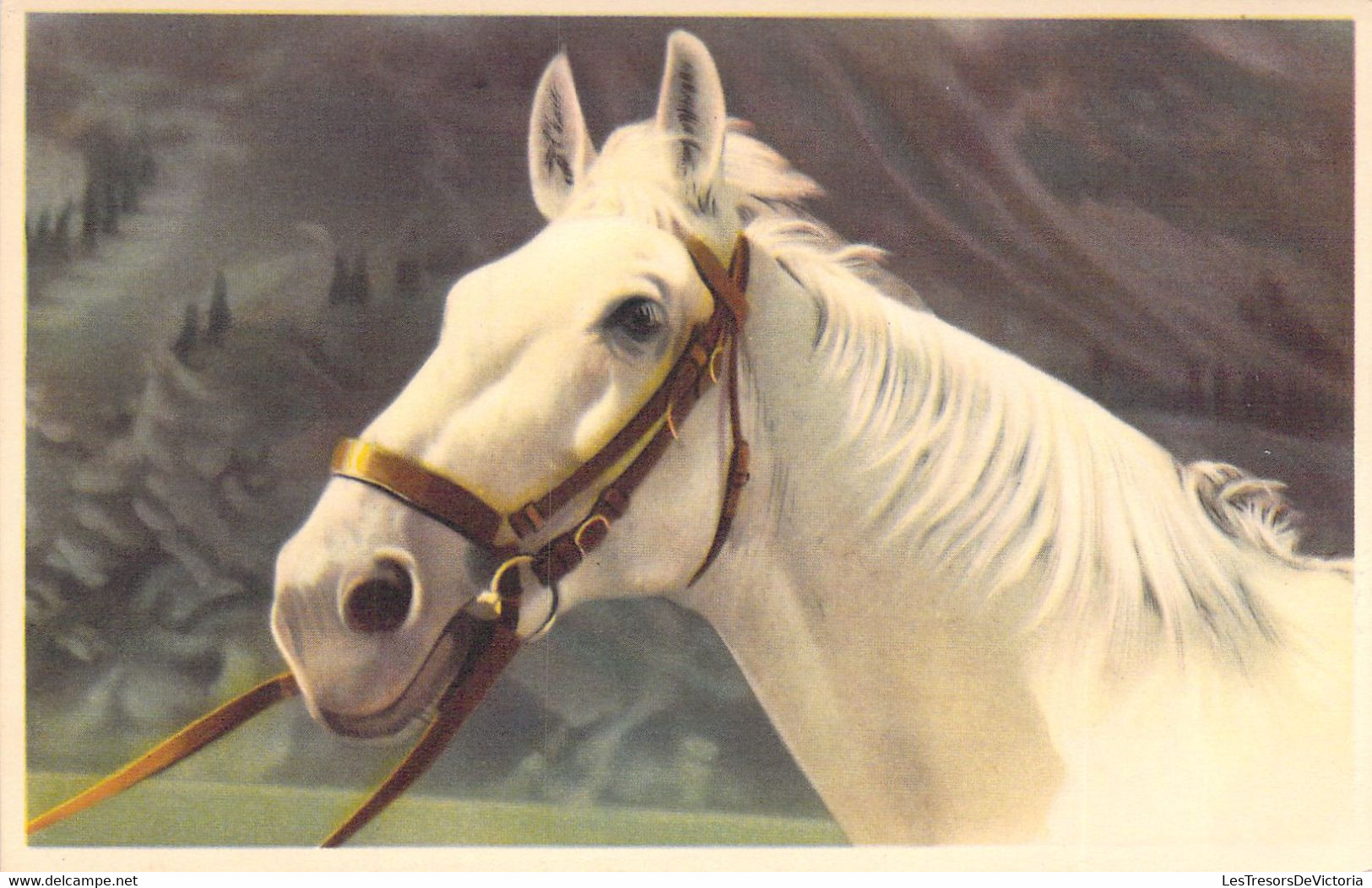 CHEVAL BLANC - 52030 - Animaux - Carte Postale Ancienne - Pferde