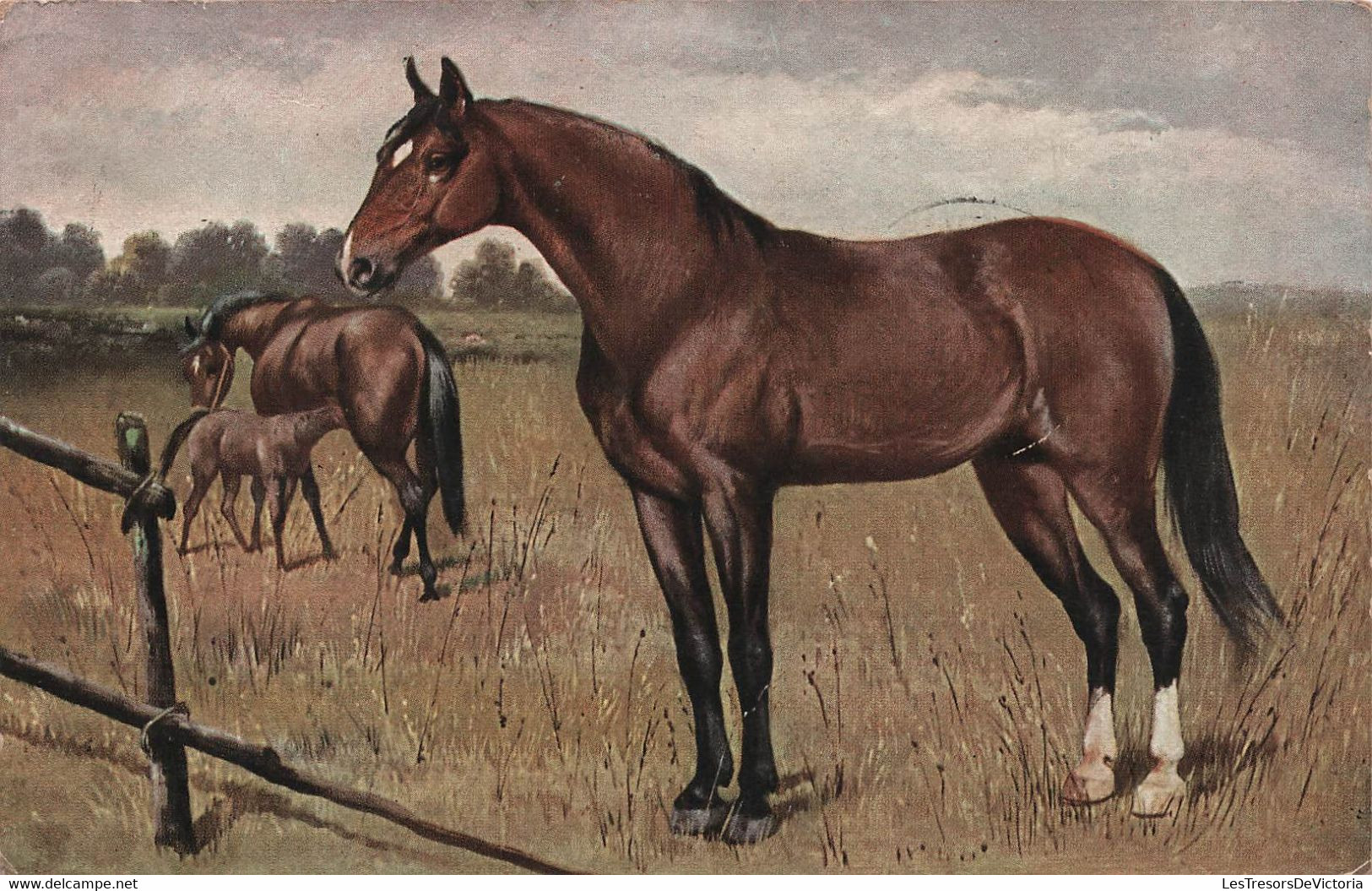 CHEVAUX - Illustration De Chevaux Dans Un Pré - Carte Postale Ancienne - - Chevaux