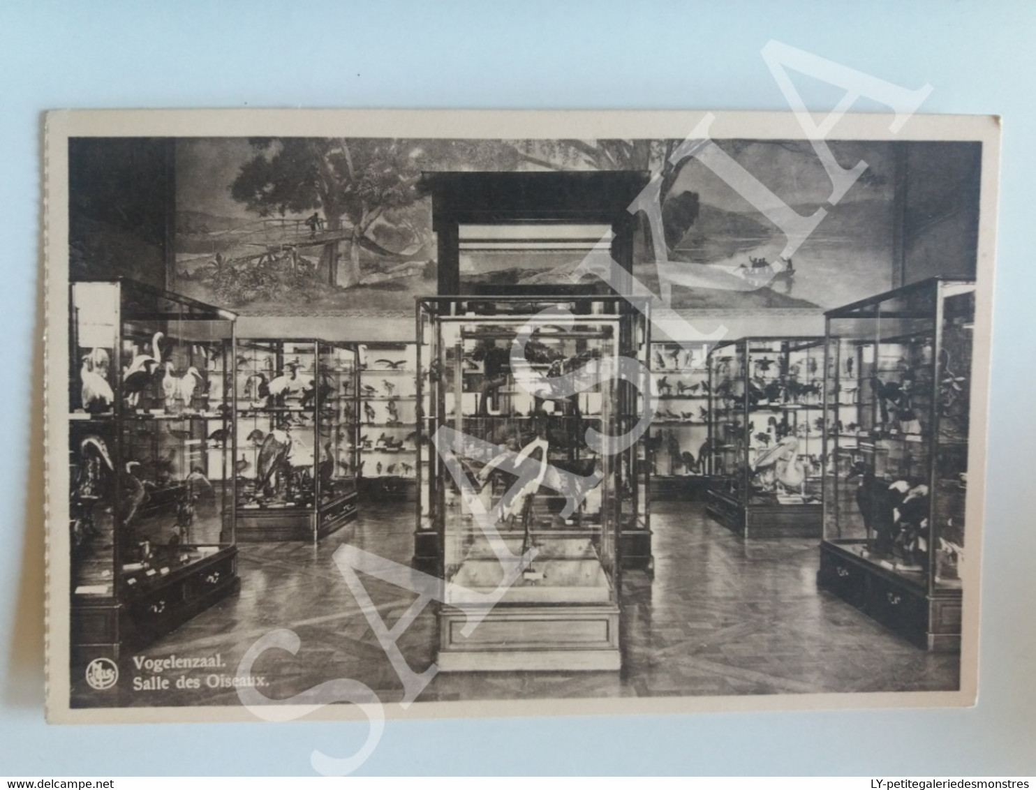 #CPA694 - Vogelenzaal - Salle Des Oiseaux - Tervuren Musée Du Congo Belge - Photo Carte Dentelée Belgique - Tervuren