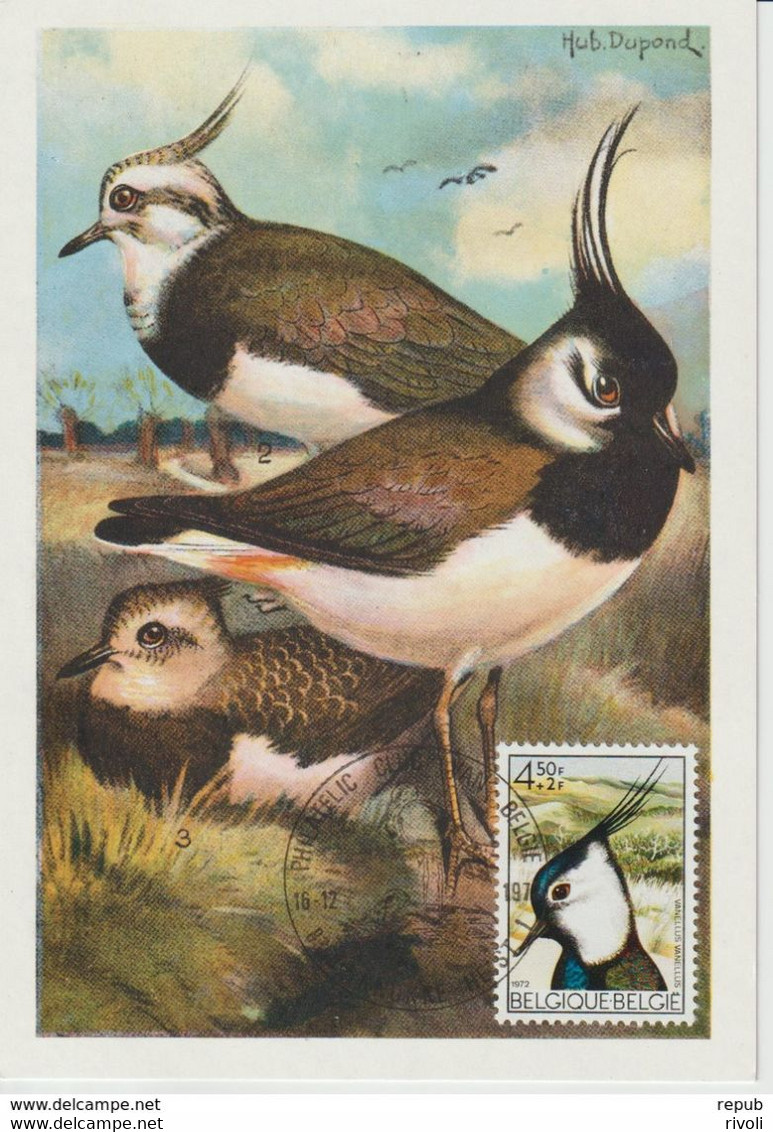 Belgique Carte Maximum 1972 Oiseaux Vanneau 1645 - 1951-1960