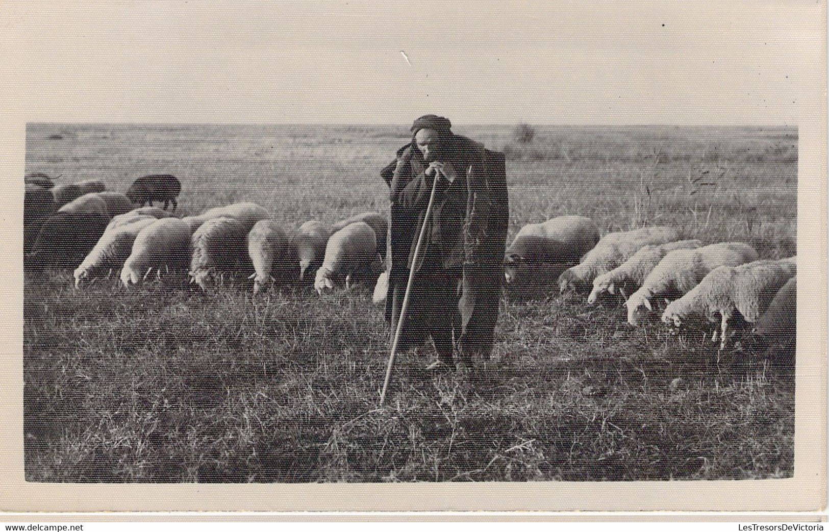 AGRICULTURE - Métier - BERGER - Arabe -  Carte Postale Ancienne - Crías