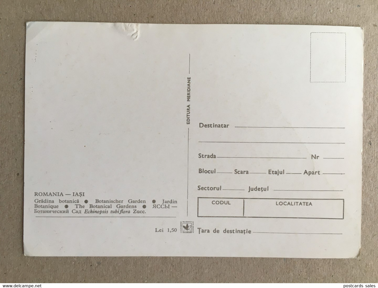 Kaktus Cactus - Sukkulenten