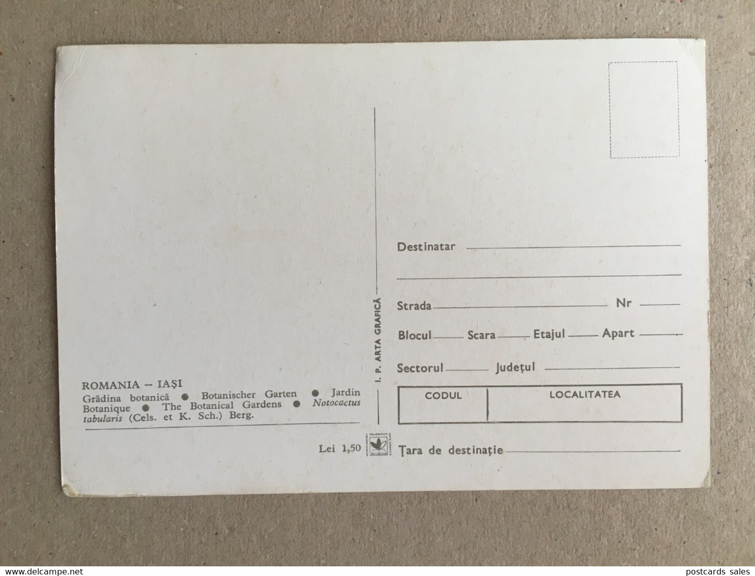 Kaktus Cactus - Sukkulenten