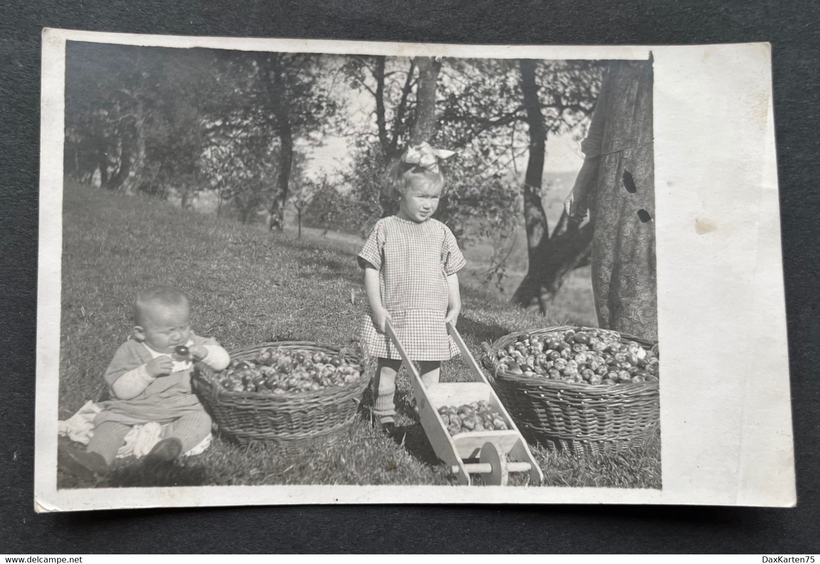 Kinder Bei Obstlese/ Fotokarte - Cultures