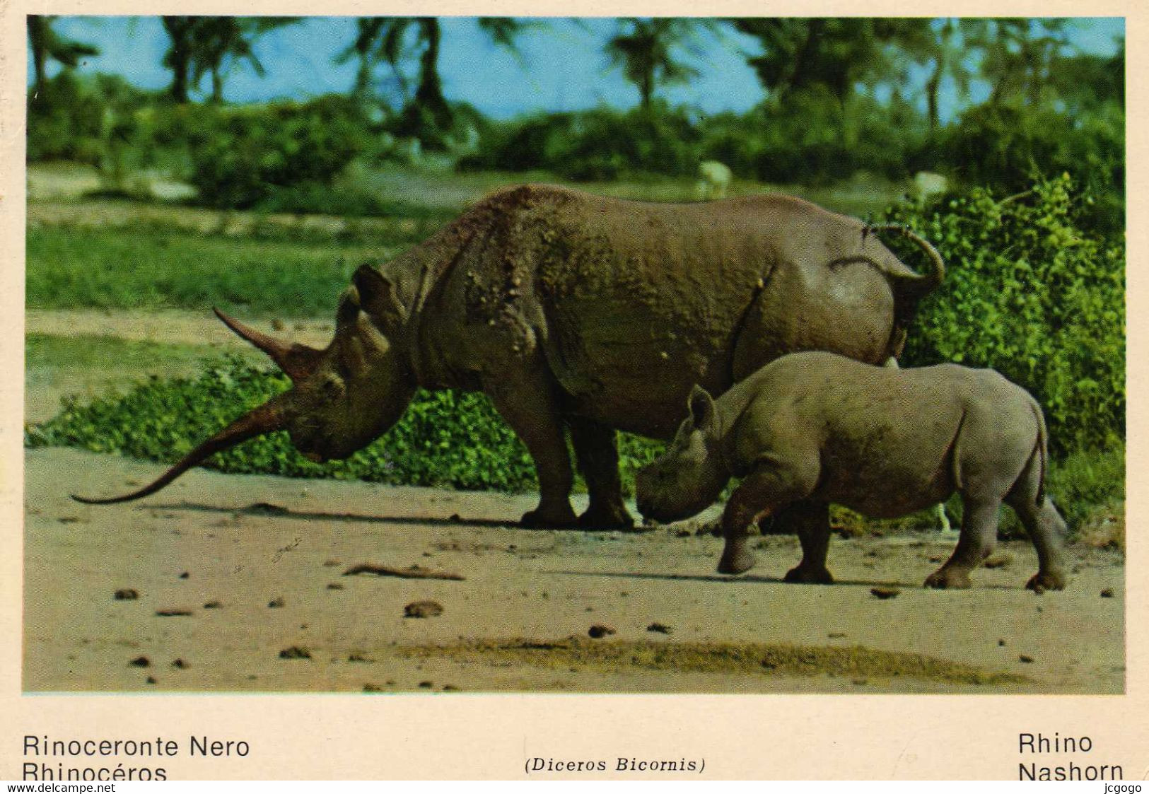 FAUNA AFRICANA  KENYA. Rinoceronte Nero.  Rhinocéros.   Rhino Nashorn - Rinoceronte