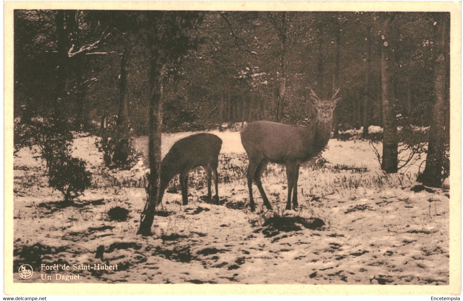 CPA Carte Postale  Belgique Saint-Hubert  Un Daguet  VM63197 - Saint-Hubert