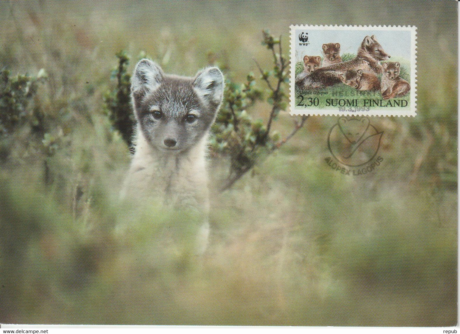 Finlande Carte Maximum 1993 Renard Arctique 1168 (correspondance Au Verso) - Maximum Cards & Covers