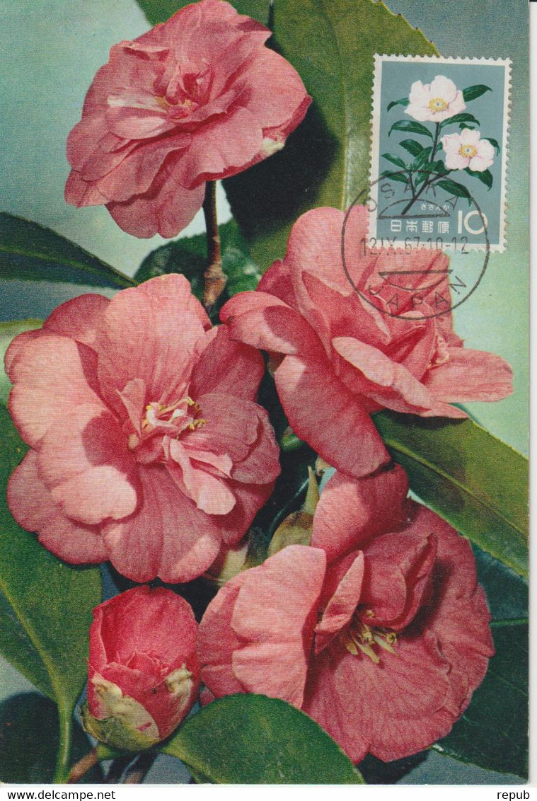 Carte Maximum Japon 1961 Série Fleurs Camélia 675 - Maximumkaarten