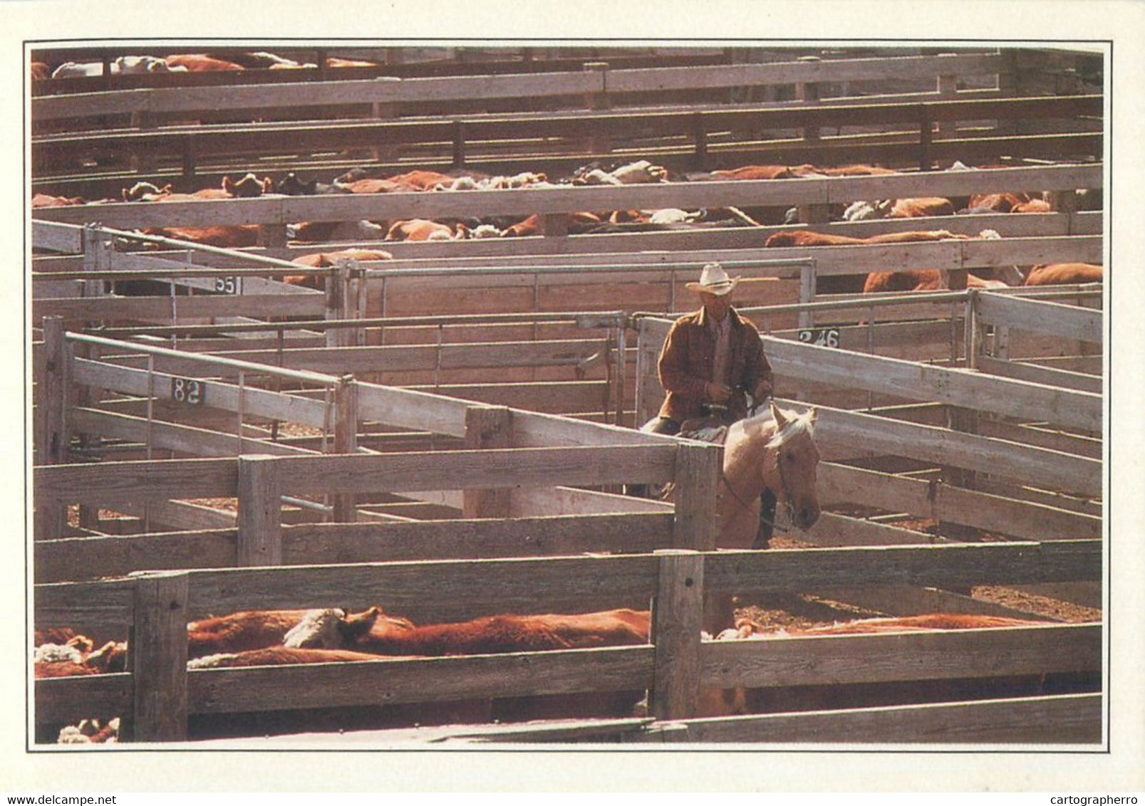 Postcard USA Texas Amarillo Cattle In The Corral Cowboy - Amarillo