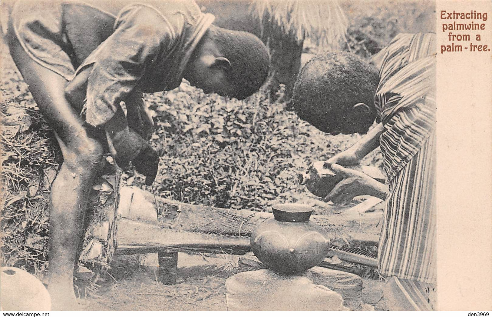 Afrique - GHANA - Gold-Coast - Extracting Palmwine From A Palm-tree - Ghana - Gold Coast