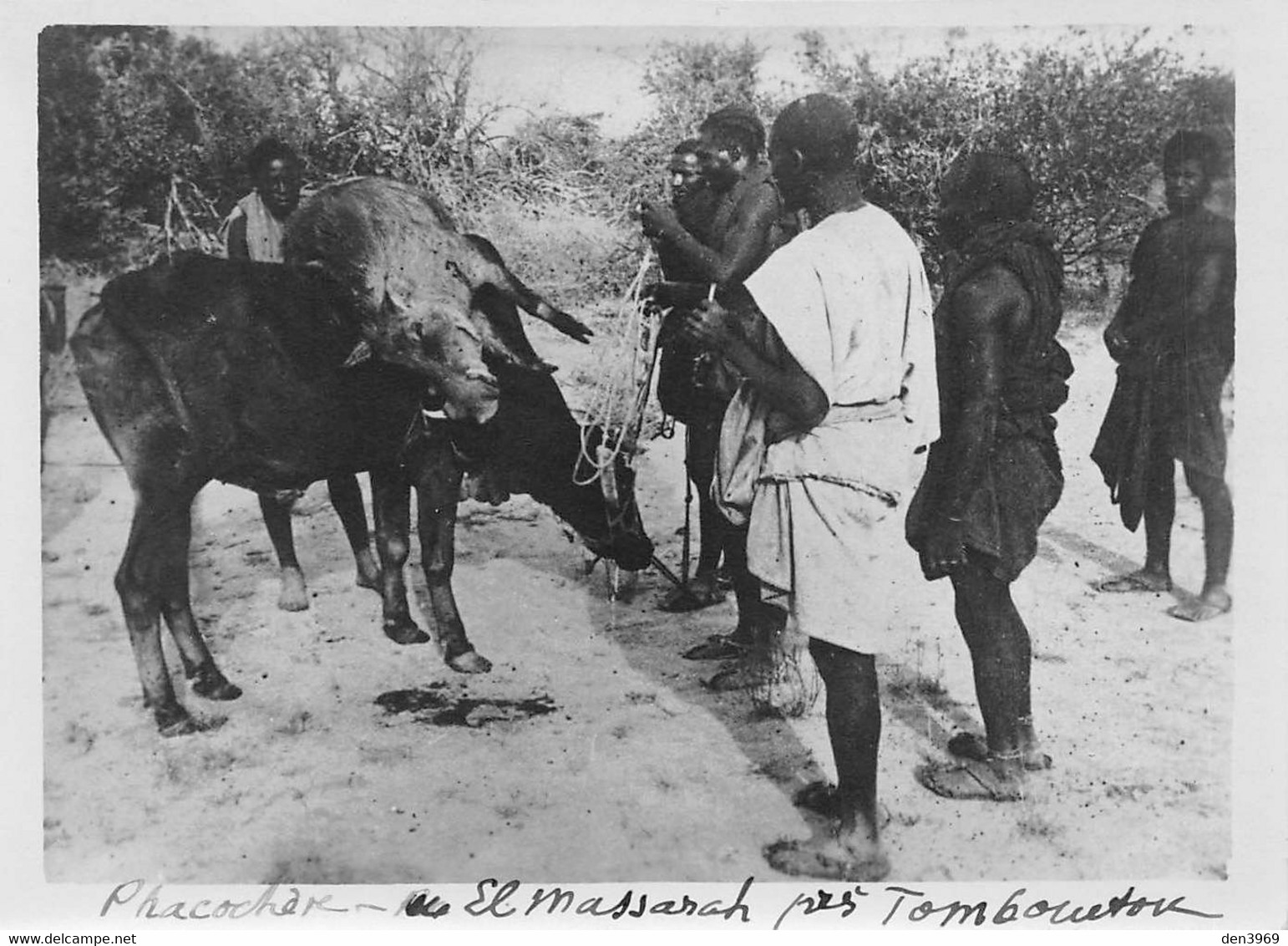 Afrique - MALI - Chasse Au Phacochère - El Massarah Près Tombouctou - Tirage Photo - Mali