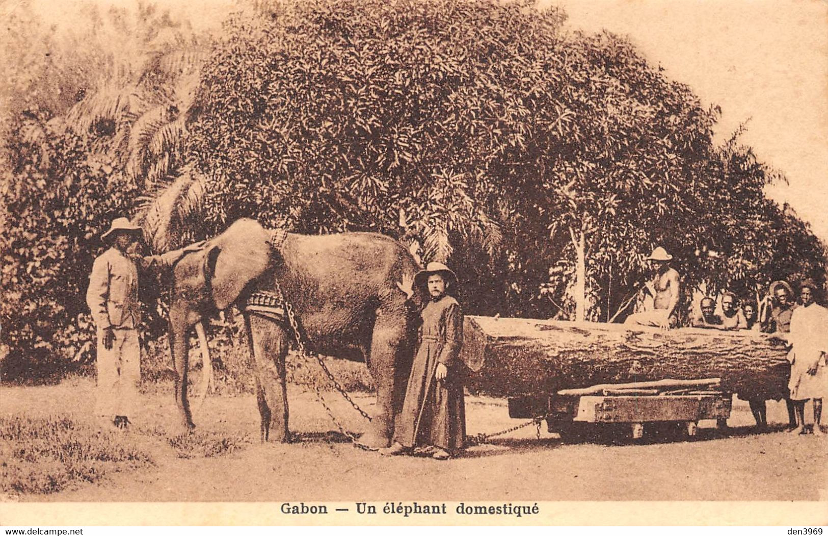 Afrique - GABON - Un éléphant Domestiqué Transportant Du Bois - Mission Des Pères Du Saint-Esprit - Religion - Gabon