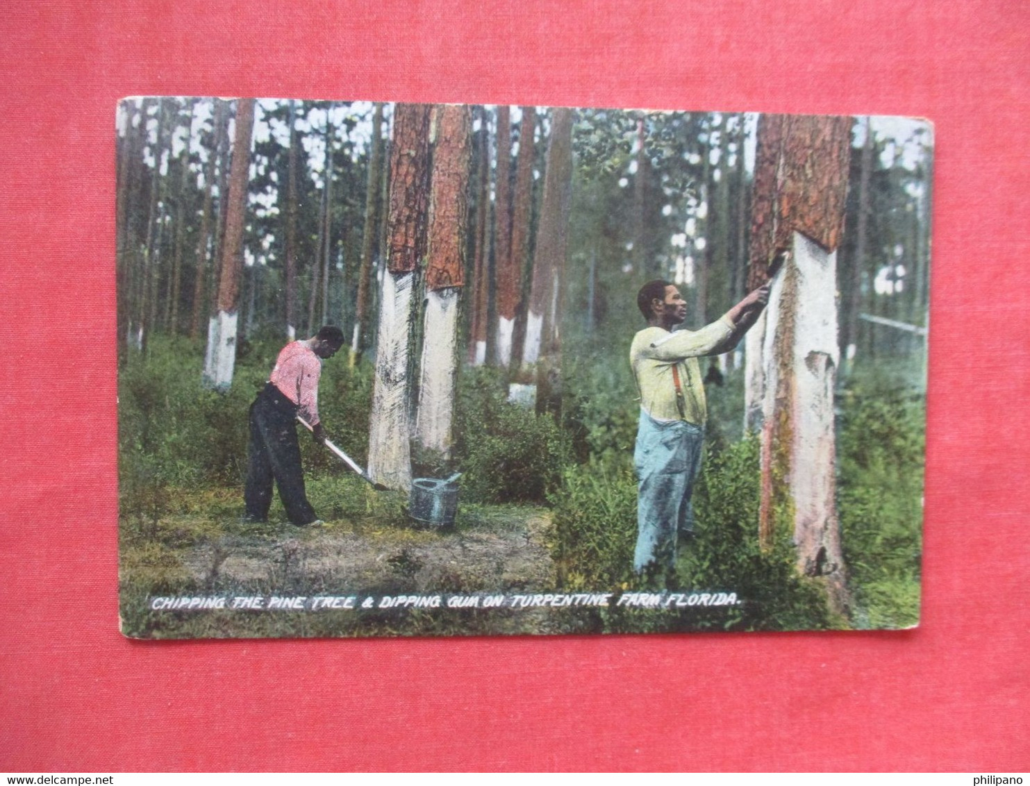 > Black Americana         Chipping The Pine Tree Turpentine Farm Florida        Ref 5931 - Black Americana
