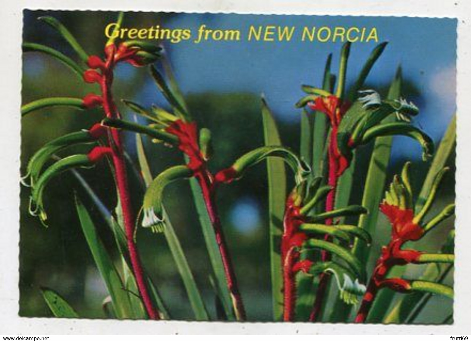 AK 114860 AUSTRALIA - New Norica - Kangaroo Paw - Otros & Sin Clasificación