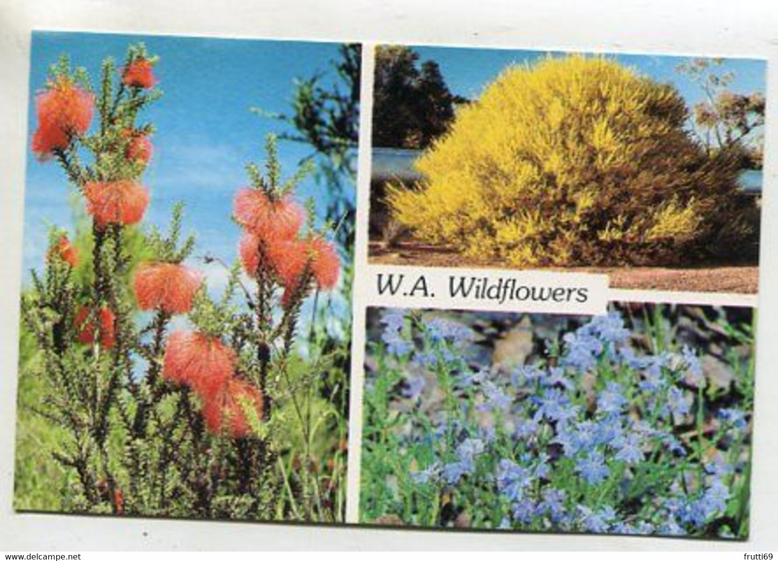 AK 114861 AUSTRALIA - W.A. Wildflowers - Sonstige & Ohne Zuordnung