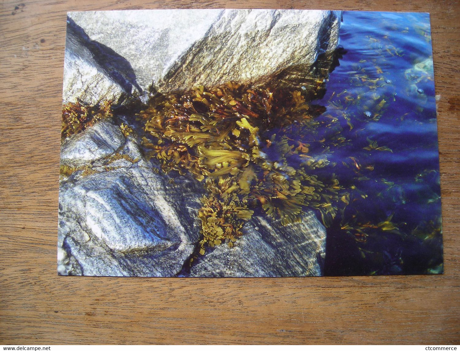 Répresentation Du Timbre, 2013 Bladderwrack Algue Fucus Seaweed - Grönland