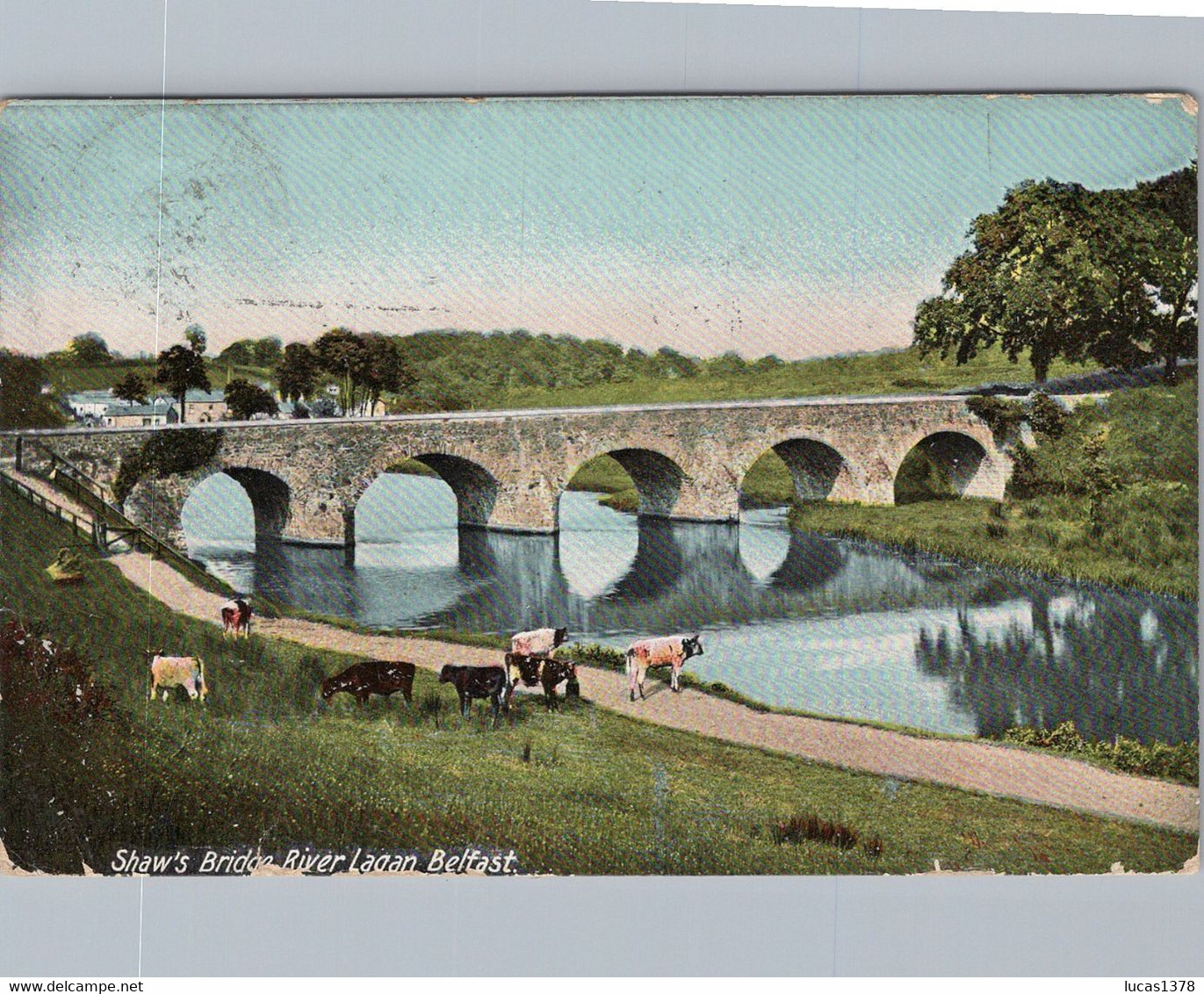 BELFAST / BRIDGE RIVER LAGAN / COWS - Belfast