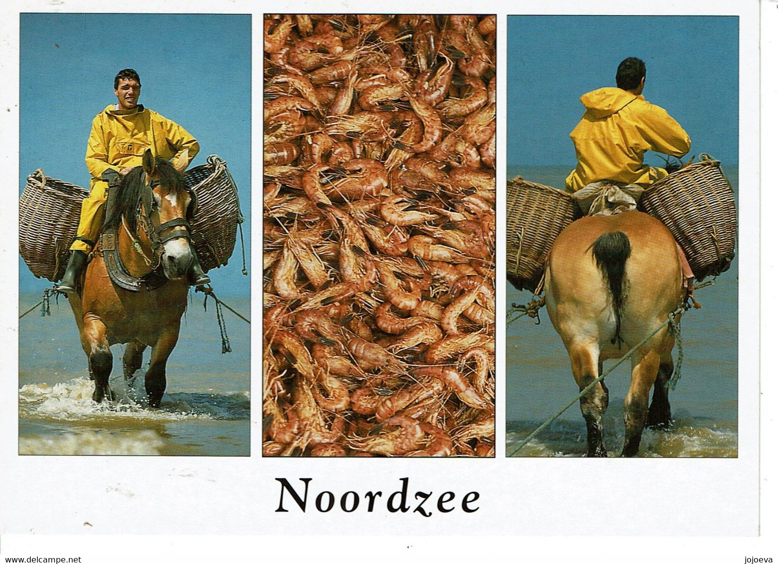 NOORDZEE  Kokside  Peche A Cheval - Koksijde