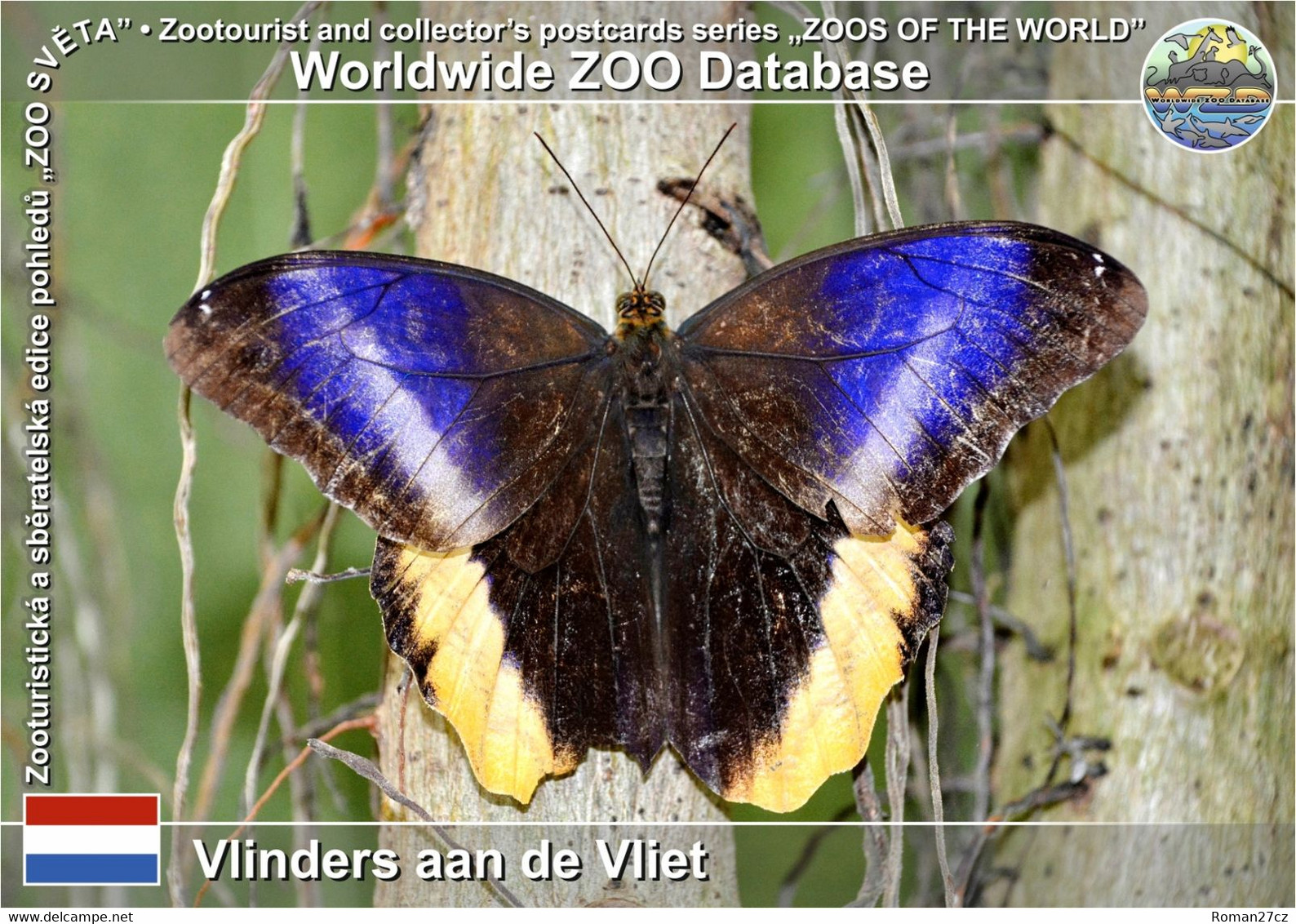 01155 Vlinders Aan De Vliet, NL - Owl Butterfly (Caligo Atreus) - Leidschendam